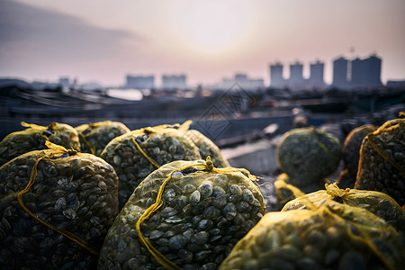 吊兰素材网海边湿地新鲜捕捞上来的贝壳背景