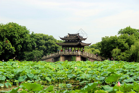 杭州西湖曲院风荷背景图片