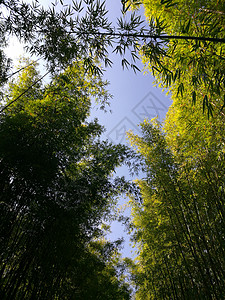 云南蝴蝶泉边风景高清图片