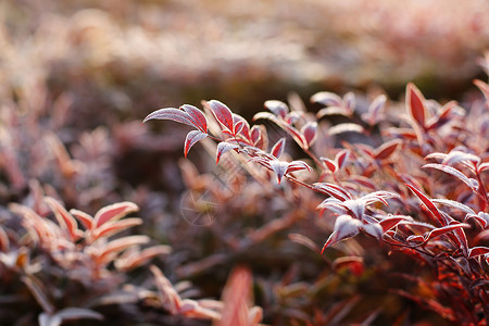 霜叶红于二月花背景图片
