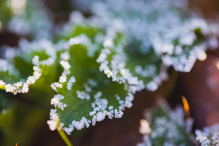 冰PSD素材叶子边上的霜背景