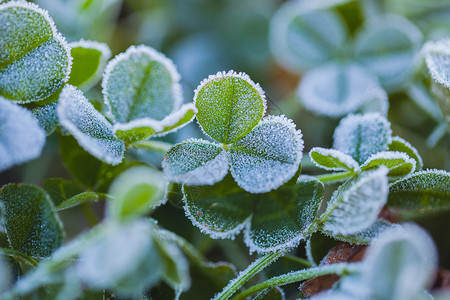 小雪老师素材被霜覆盖的三叶草背景