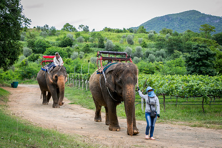泰国大象骑大象背景