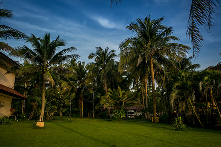 泰国椰树背景图片