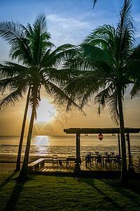 泰国海边椰树林背景图片