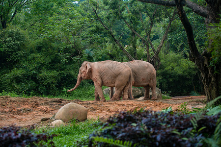 大象广州丛林摄影高清图片