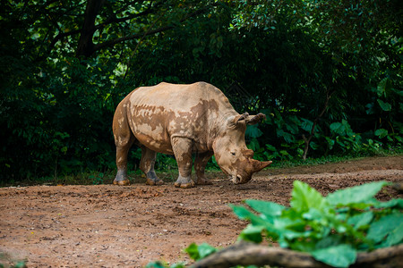 犀牛广州动物园犀牛科高清图片