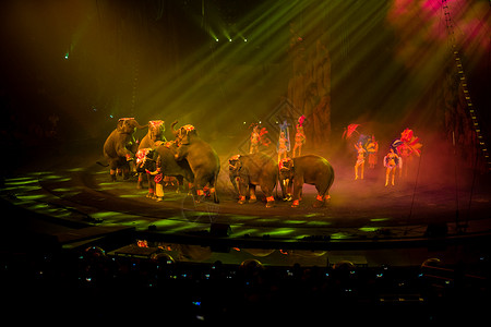 一群大象马戏团背景