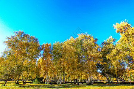 新疆白桦林图片