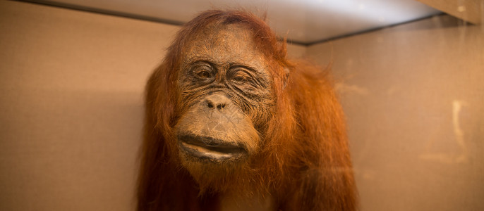 红毛猩猩标本特写背景图片