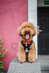 狗狗吐舌头穿西装的泰迪犬背景