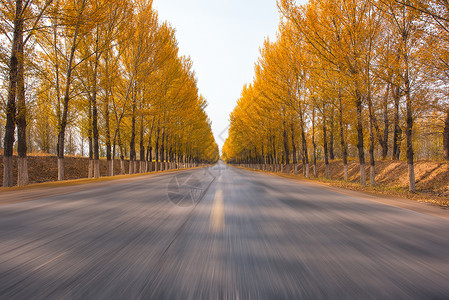 金黄胡杨胡杨林荫路背景