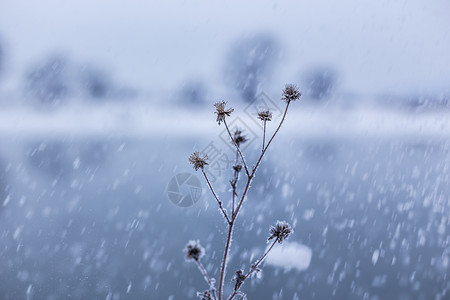 复古纽约城雨冬季下雪时雪中的植物背景