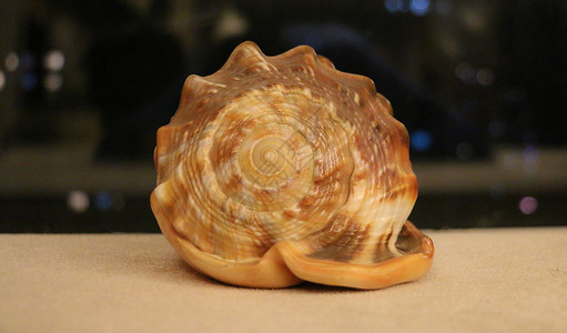 海螺壳图片