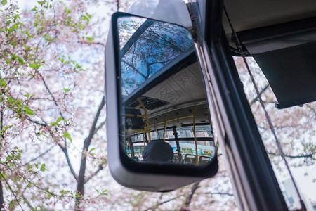 公交车车窗樱花树背景