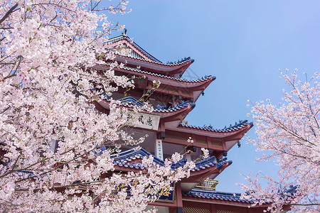 粉色樱花树无锡鼋头渚樱花谷背景