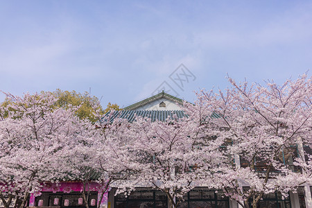 无锡鼋头渚樱花节背景图片