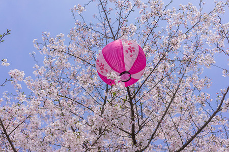 无锡鼋头渚樱花节背景图片