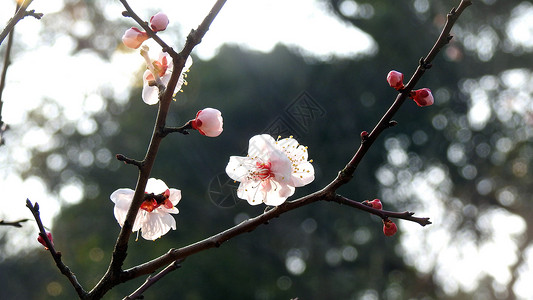 傲骨新春春节白色梅花背景