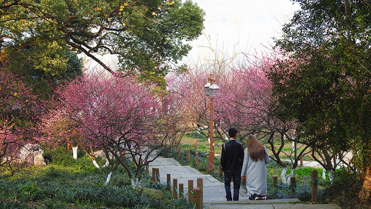 花朵盛开的公园中散步的情侣背景图片