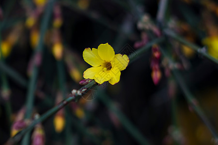 黄色迎春花迎春花背景