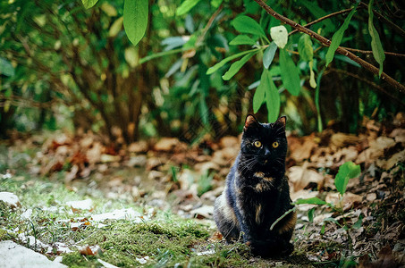 慵懒的黑猫黑猫背景