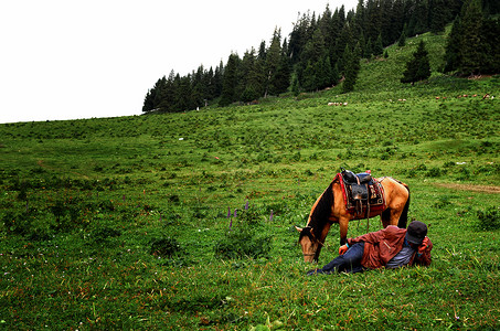 新疆赛里木湖草原的马图片