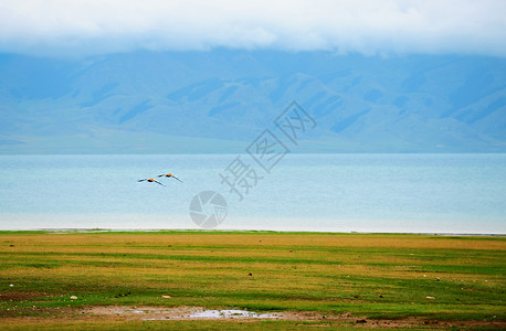 一望无际的羊群新疆赛里木湖草原羊群背景