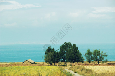 夏花海报青海湖背景