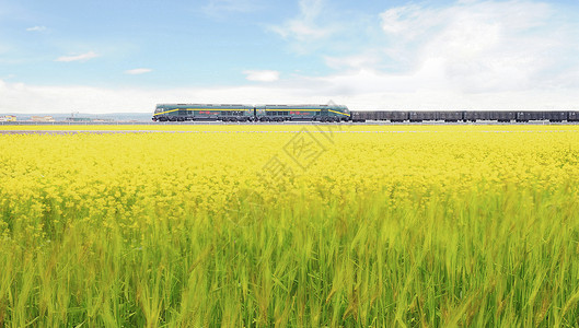 列车飞驰青海油菜花青稞田间的和谐号列车背景