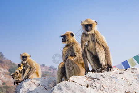 山上的野生猴子图片