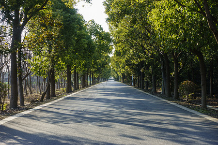 绿荫道路新农村的道路背景