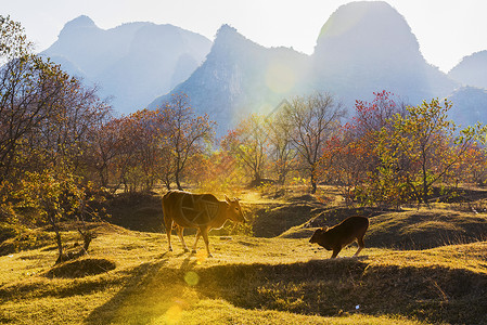 红色的牛桂林漓江边的秋色背景