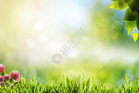植物小草春天绿色背景设计图片