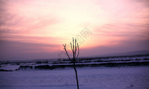 顽强的树木黄昏雪景枯枝背景
