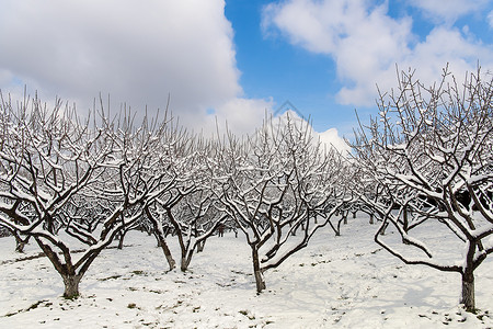 抽象树枝蓝天白云下的简洁雪景背景