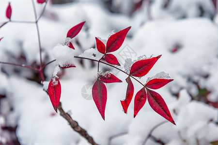 各种天气素材雪中的红叶背景