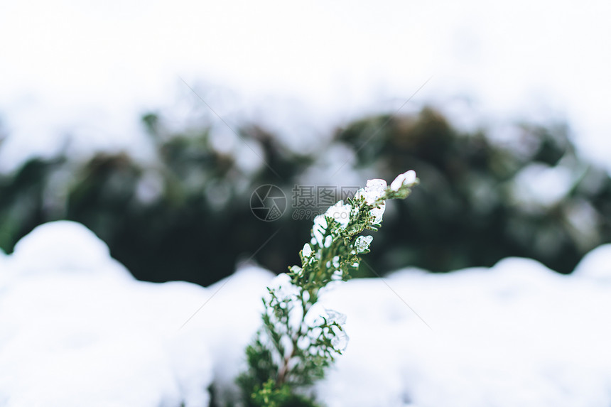 被白雪覆盖的绿色植物图片