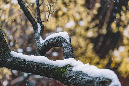 中式古典园林中的雪景背景图片