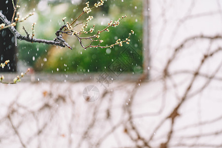 粉红梅花雨中式古典园林中的雪景背景