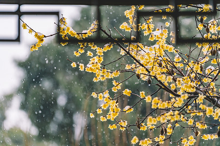梅花飘落中式古典园林中的雪景背景