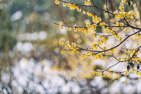 粉红梅花雨中式古典园林中的雪景背景