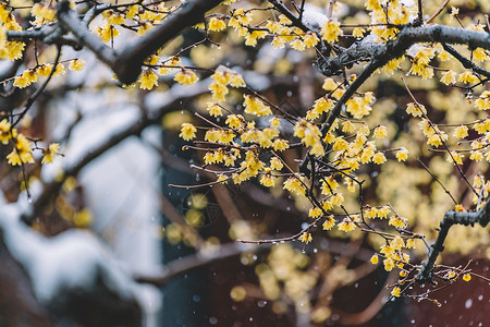 中式古典园林中的雪景背景图片