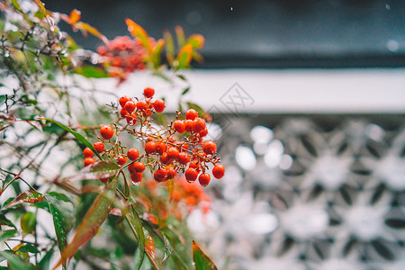 粉红梅花雨中式古典园林中的雪景背景