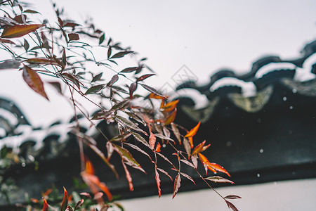 粉红梅花雨中式古典园林中的雪景背景