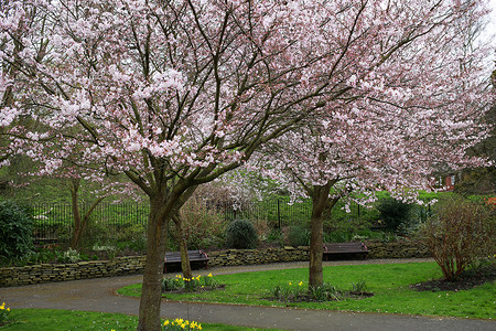 公园樱花树图片