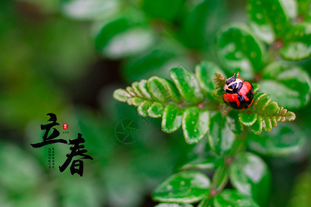 花鸟植被立春设计图片