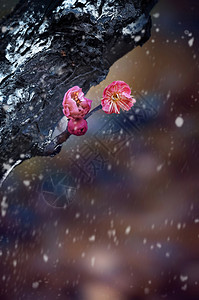 梅花与水素材雪后寒梅背景
