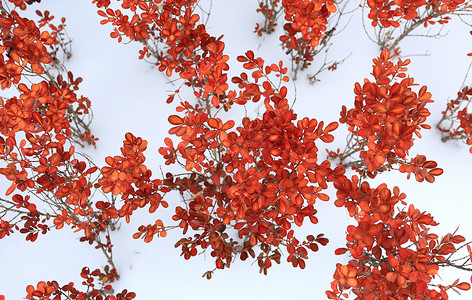 南国雪景红衣生花高清图片