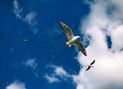 蓝天白云鸟翱翔在天空的鸟儿背景
